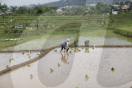 Plowing Fields With Buffalo: An Agricultural Heritage That Lives On