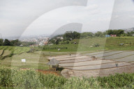 Plowing Fields With Buffalo: An Agricultural Heritage That Lives On