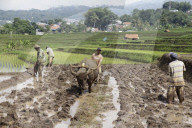 Plowing Fields With Buffalo: An Agricultural Heritage That Lives On