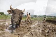 Plowing Fields With Buffalo: An Agricultural Heritage That Lives On