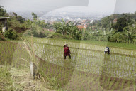 Plowing Fields With Buffalo: An Agricultural Heritage That Lives On