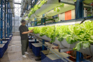 Multi Level-Hydroponic Cultivation In Jakarta 