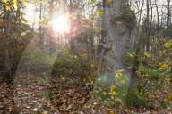 Bodypainting im herbstlichen Wald in Hameln