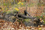 Bodypainting im herbstlichen Wald in Hameln