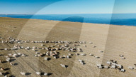 Sheep Herd At Qinghai Lake - China