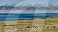 Sheep Herd At Qinghai Lake - China