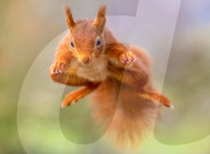 SNSquirrel - squirrels fly through the air