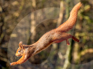 SNSquirrel - squirrels fly through the air