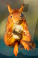 SNSquirrel - squirrels fly through the air