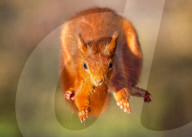 SNSquirrel - squirrels fly through the air