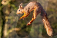 SNSquirrel - squirrels fly through the air