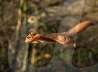 SNSquirrel - squirrels fly through the air