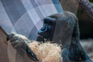 Wildlife At The Cincinnati Zoo