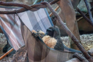 Wildlife At The Cincinnati Zoo