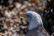 Wildlife At The Cincinnati Zoo