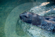 Wildlife At The Cincinnati Zoo