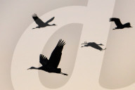 Wildlife Birds Sandhill Cranes At Sunset