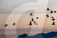 Wildlife Birds Sandhill Cranes At Sunset