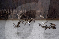 Pollution And Wildlife In Indiana 