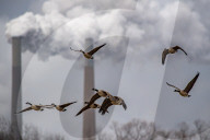 Pollution And Wildlife In Indiana 