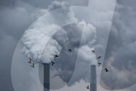 Pollution And Wildlife In Indiana 