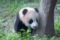 Giant Panda Liangyue Cub