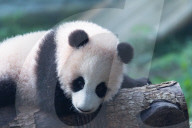 Giant Panda Liangyue Cub