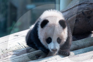 Giant Panda Liangyue Cub