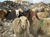 Difficult Humanitarian Conditions Near the Khan Yunis Landfill - Palestine
