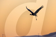 Weather Wildlife Birds At Sunset