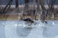 Canada Geese In Indiana