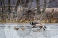Canada Geese In Indiana