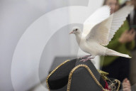 Using Animals At Celebrations