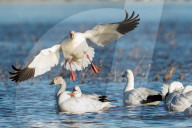 Wildlife Snow Geese In The Wetlands Of New Mexico