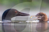 SNLoons share their fish supper