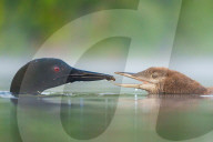 SNLoons share their fish supper