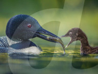 SNLoons share their fish supper