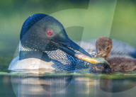 SNLoons share their fish supper