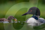 SNLoons share their fish supper