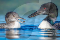 SNLoons share their fish supper