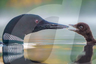SNLoons share their fish supper