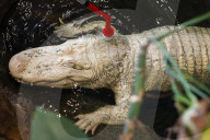Claude the albino alligator