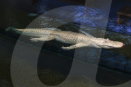 Claude the albino alligator
