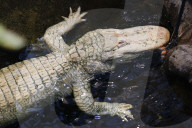 Claude the albino alligator