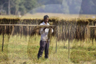 Assam Harvests Paddy