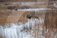 Wildlife At The Fernald Nature Preserve