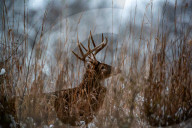 Wildlife At The Fernald Nature Preserve