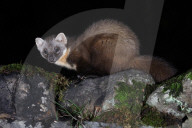 UK WildlifePine Martin