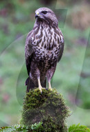 UK WildlifeCommon Buzzard
