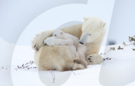 FEATURE - Eisbärenbabys klettern über ihre Mutter